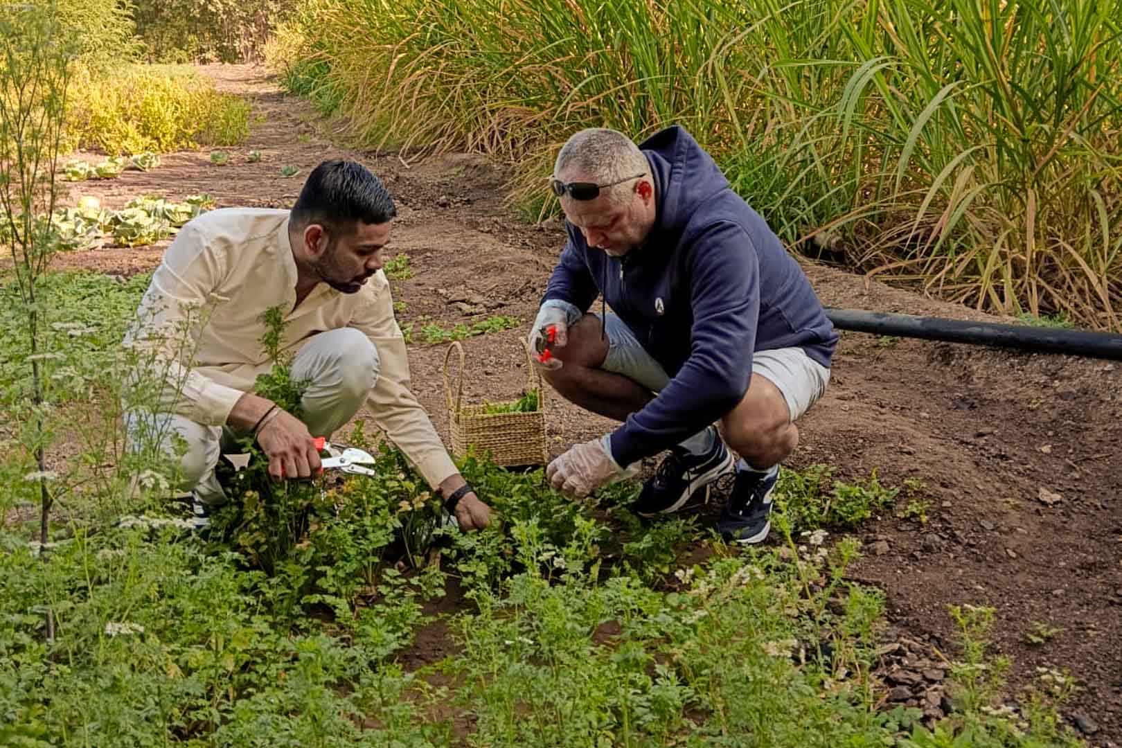 ekajiva-vegetable-medicinal-garden-4