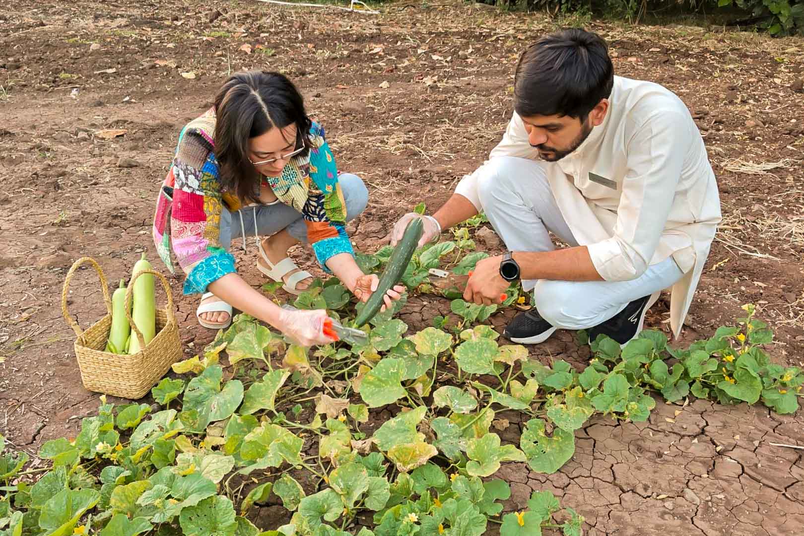 ekajiva-vegetable-medicinal-garden-5
