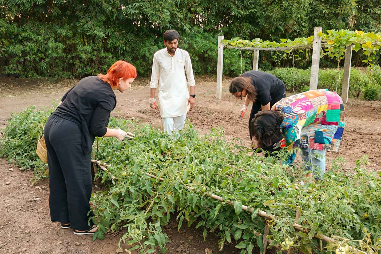 ekajiva-vegetable-medicinal-garden-7